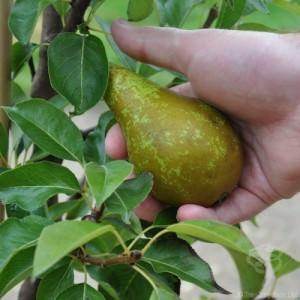 The Perfect Pear Tree Gift; Our Choice for August! - Tree2mydoor