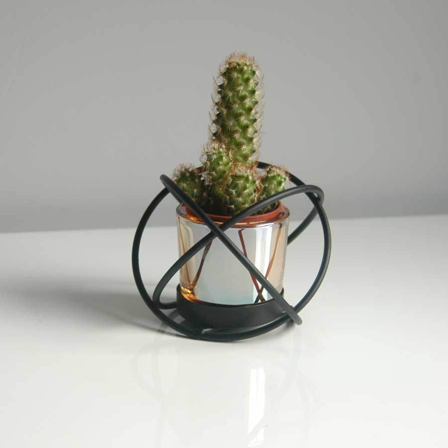 Houseplants - we are coming indoors - Tree2mydoor