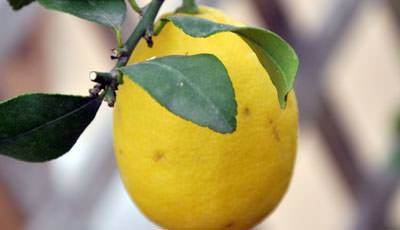 January Gardening Jobs - Take care of your trees - Tree2mydoor