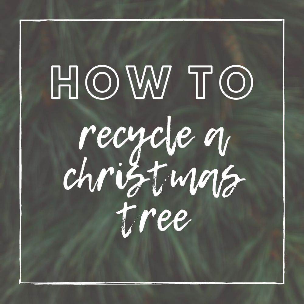 How to Recycle a Christmas Tree - Tree2mydoor