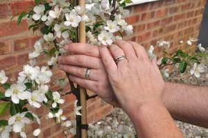 Why Trees Make Unique Anniversary Gifts - Tree2mydoor