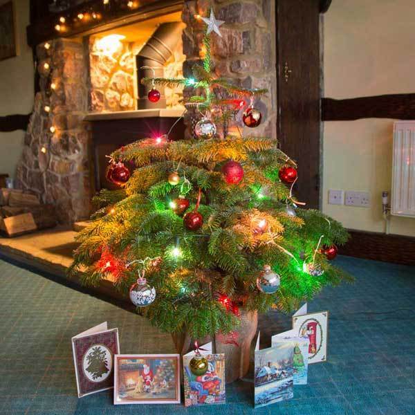 Buy Christmas Trees Online - Tree2mydoor