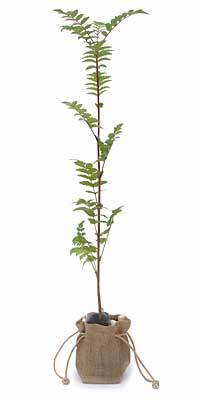 Tree Of The Month – Rowan Tree aka Mountain Ash (Sorbus aucuparia) - Tree2mydoor