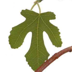 Tree of the Month - Fig Tree - Tree2mydoor