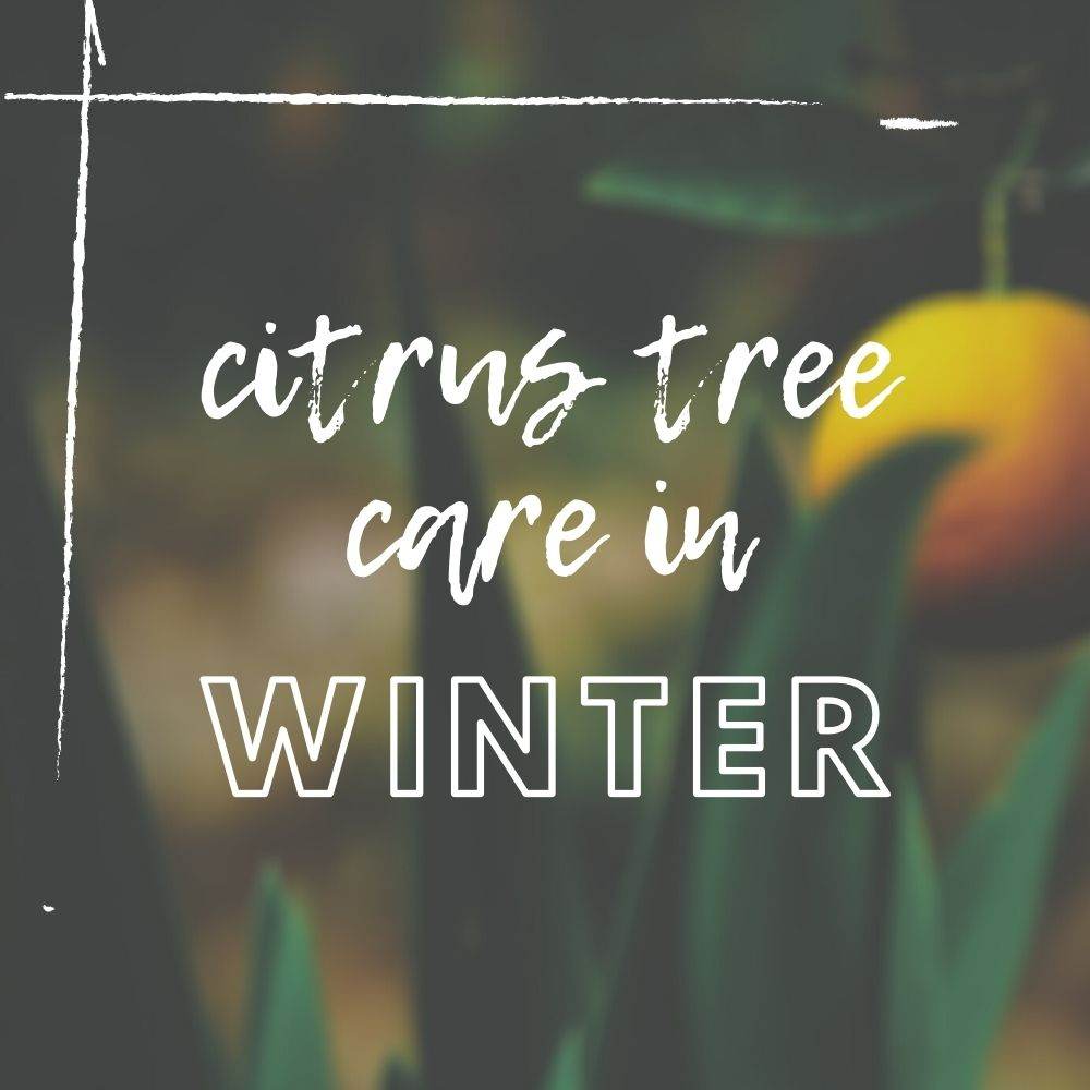 Citrus Tree Winter Care Guide - Tree2mydoor