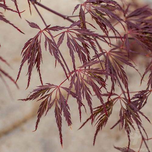 Exciting New Japanese Maple Tree Gifts Just Launched! - Tree2mydoor