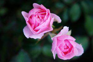 Floribunda Roses Care Guide - Tree2mydoor