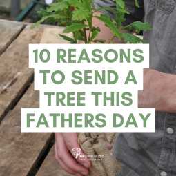 10 Reasons to Send a Tree of Father's Day