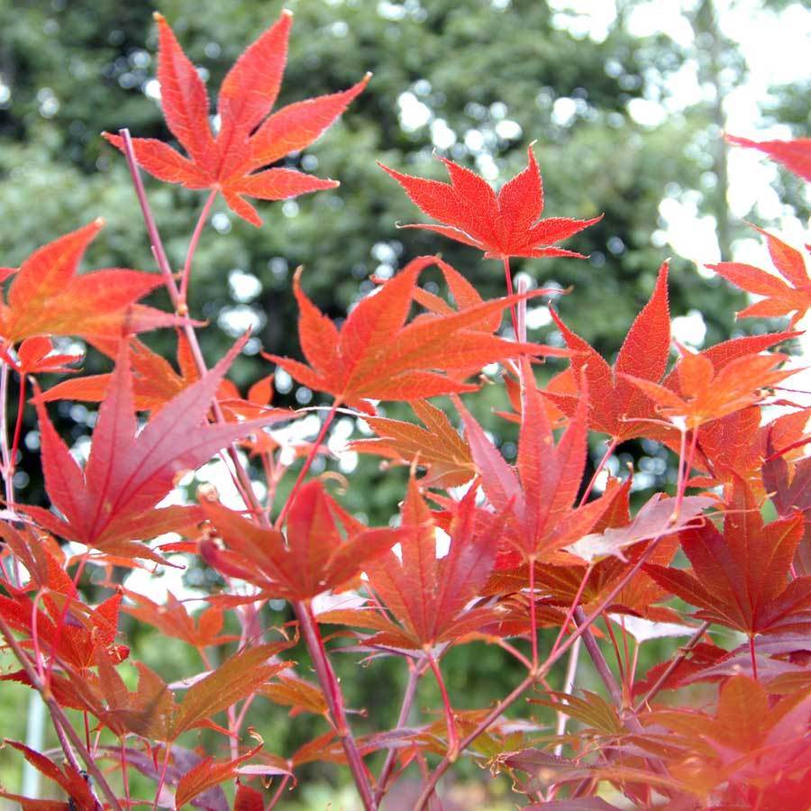 February MyTree Story | Bloodgood Japanese Maple Tree - Tree2mydoor