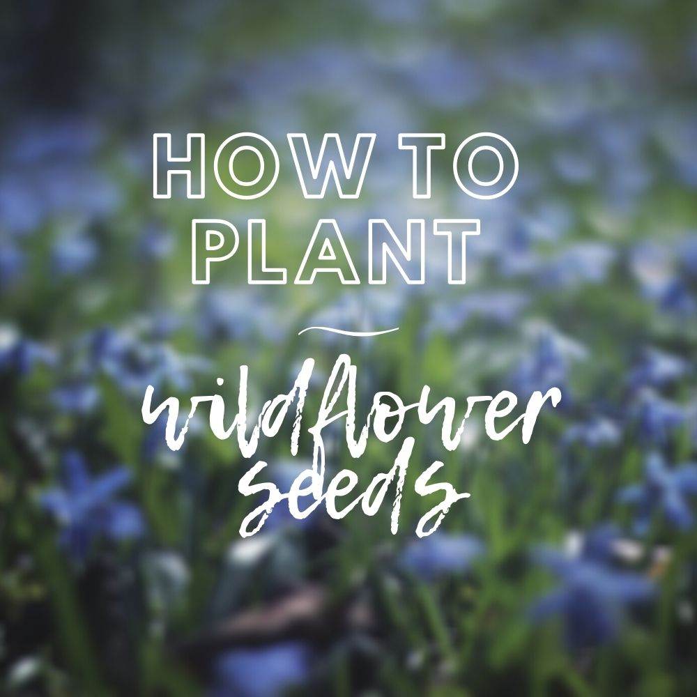 A Guide to Sowing Wildflower Seeds - Tree2mydoor
