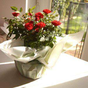 New Indoor Rose Range | Planted Bouquets - Tree2mydoor