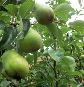 Pear Tree Care Guide | How to Care for Pear Trees