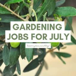 Gardening Jobs for July - Tree2mydoor