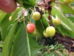 Crab Apple Jelly Recipe - Tree2mydoor