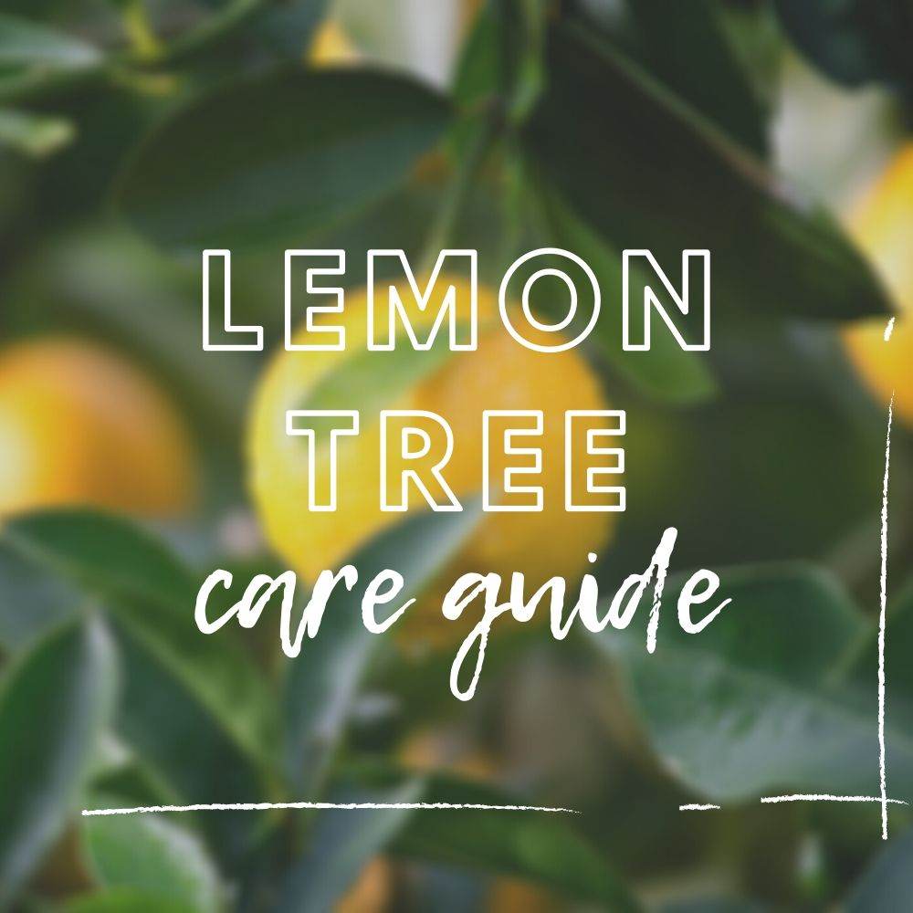 Caring for Your Lemon Tree - Tree2mydoor