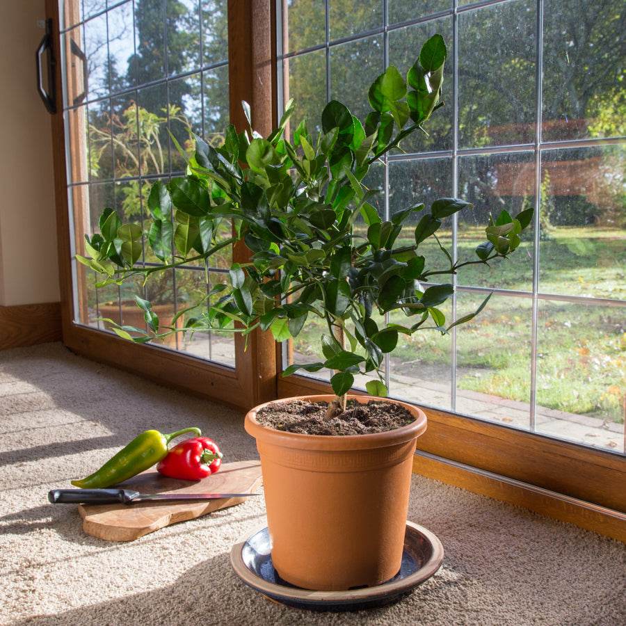 November MyTree Story | Kaffir Lime Tree - Tree2mydoor