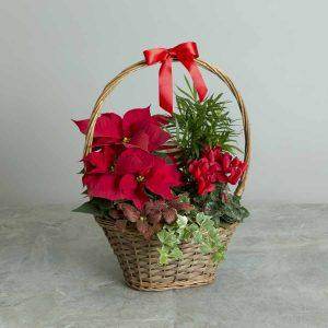 Christmas Plant Gift Ideas - Tree2mydoor
