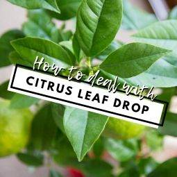 How to care for Citrus Trees: Leaf Drop - Tree2mydoor