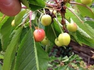 Crab Apple Jelly Recipe | How to Make Crab Apple Jelly