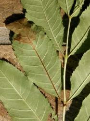 Important information on Ash dieback or Chalara fraxinea