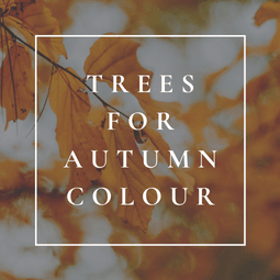 Trees for Autumn Colour - Tree2mydoor