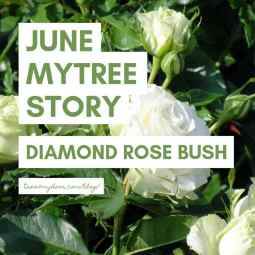 June MyTree Story | Diamond 60th Wedding Anniversary Rose Bush Gift - Tree2mydoor