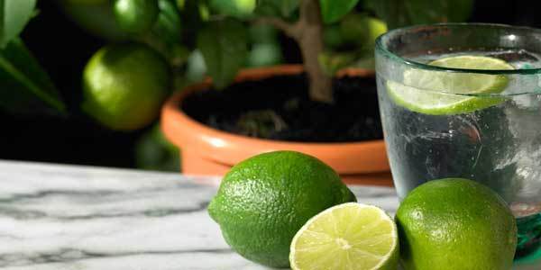 Tree of the Month Lime Tree - January 2012 - Tree2mydoor