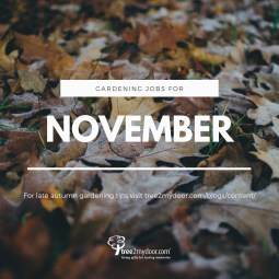 Gardening Jobs for November - Tree2mydoor