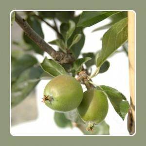 Gardening Jobs for February - Tree2mydoor