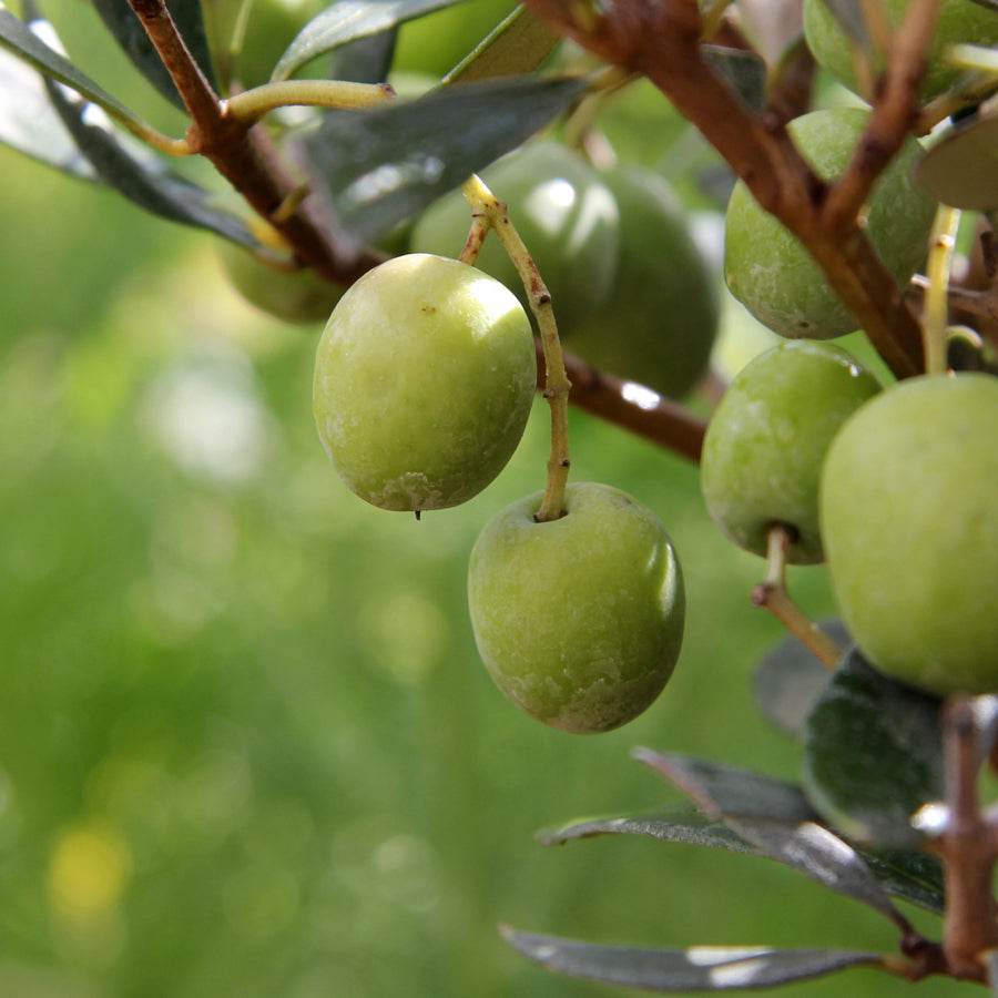 Olive and Lemon Tapenade - Tree2mydoor