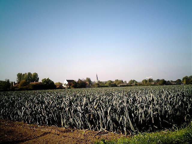 St David's Day; A Celebration of Welsh Trees and Plants - Tree2mydoor