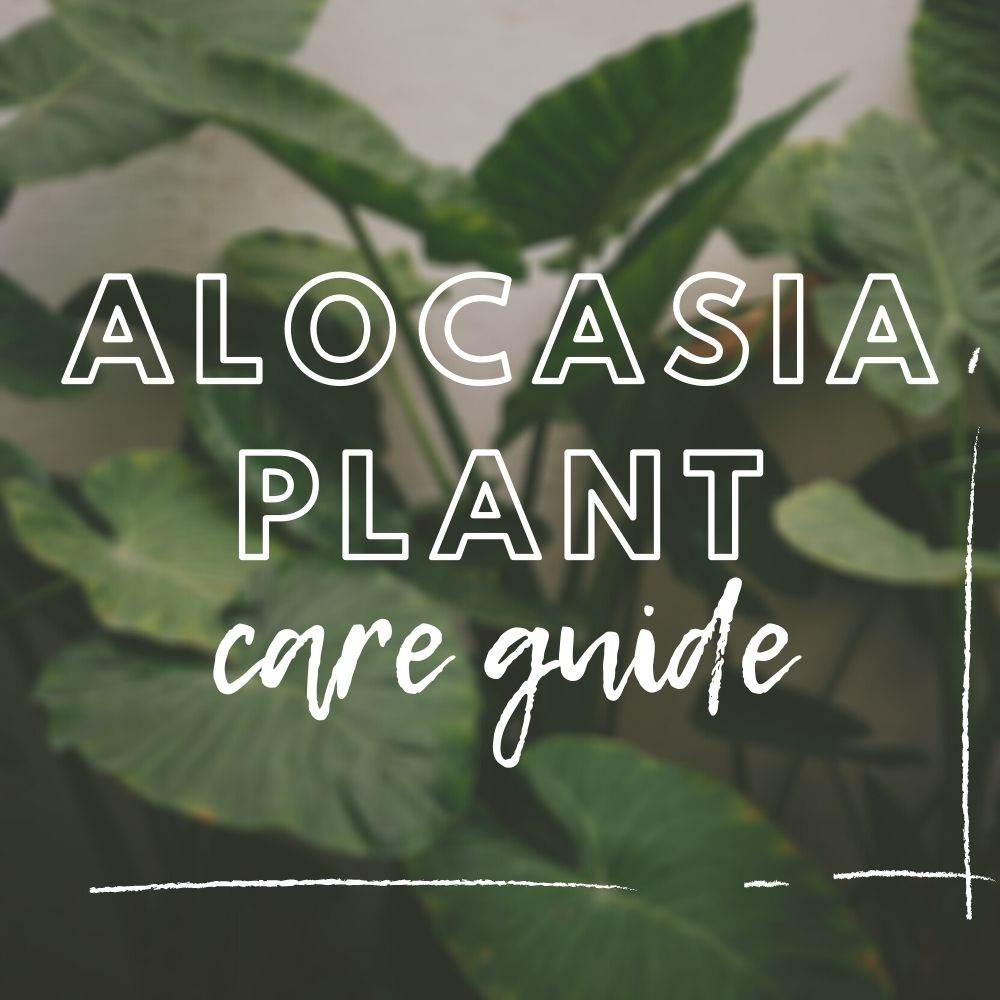 Elephant Ear Plant Care Guide - Tree2mydoor