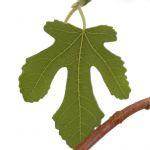 May 09 - Tree Of The Month – The Fig (Ficus carica) - Tree2mydoor