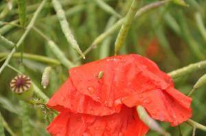 How to Deal with Garden Pests - Tree2mydoor