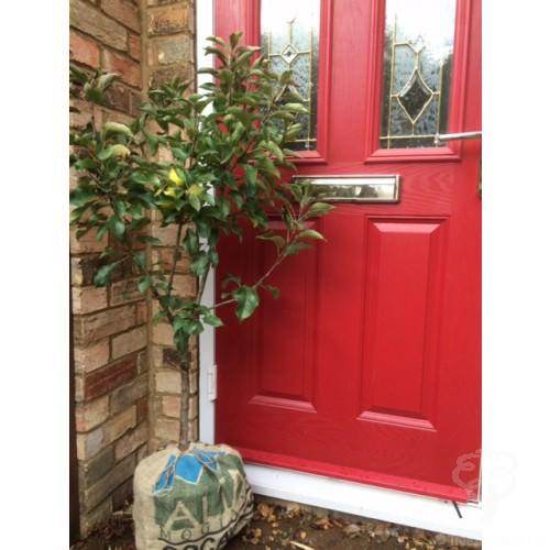 Apple Tree - Flash Sale - Tree2mydoor