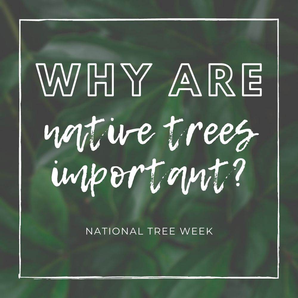 Why Are Native Trees So Important? - Tree2mydoor