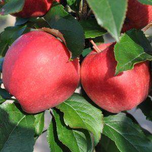 Valentine’s Day Plants: 7 Romantic Gift Ideas - Tree2mydoor