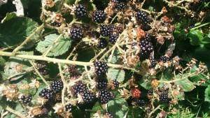 Berry Plants Care Guide - Tree2mydoor