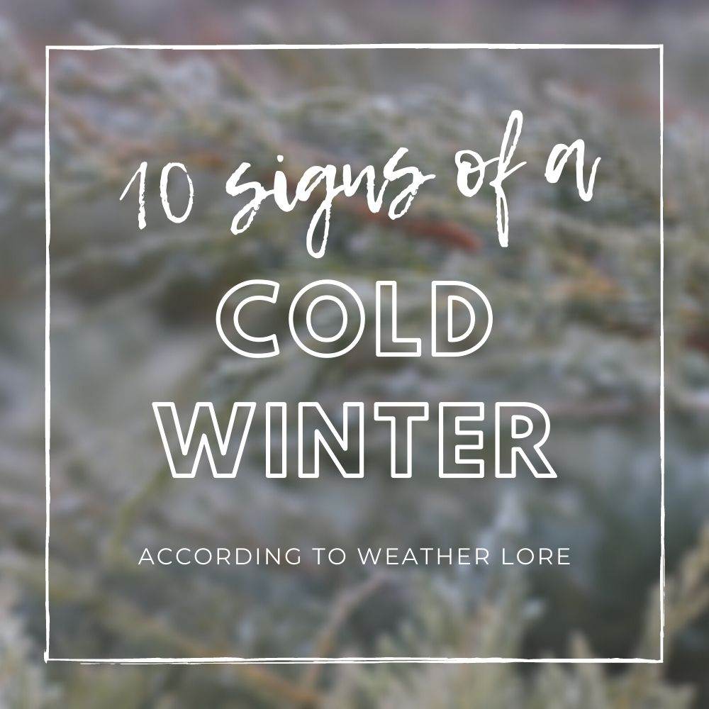 10 Signs of a Bad Winter to Come - Tree2mydoor