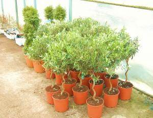 A day out at the plant nursery - Tree2mydoor
