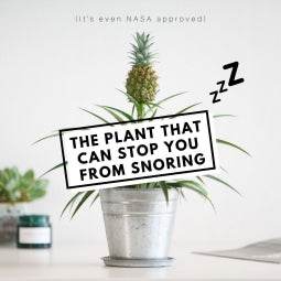The Plant that Stops Snoring - Tree2mydoor