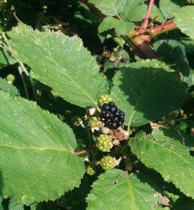 September's Gift of the Month - Berry Good Choice... - Tree2mydoor