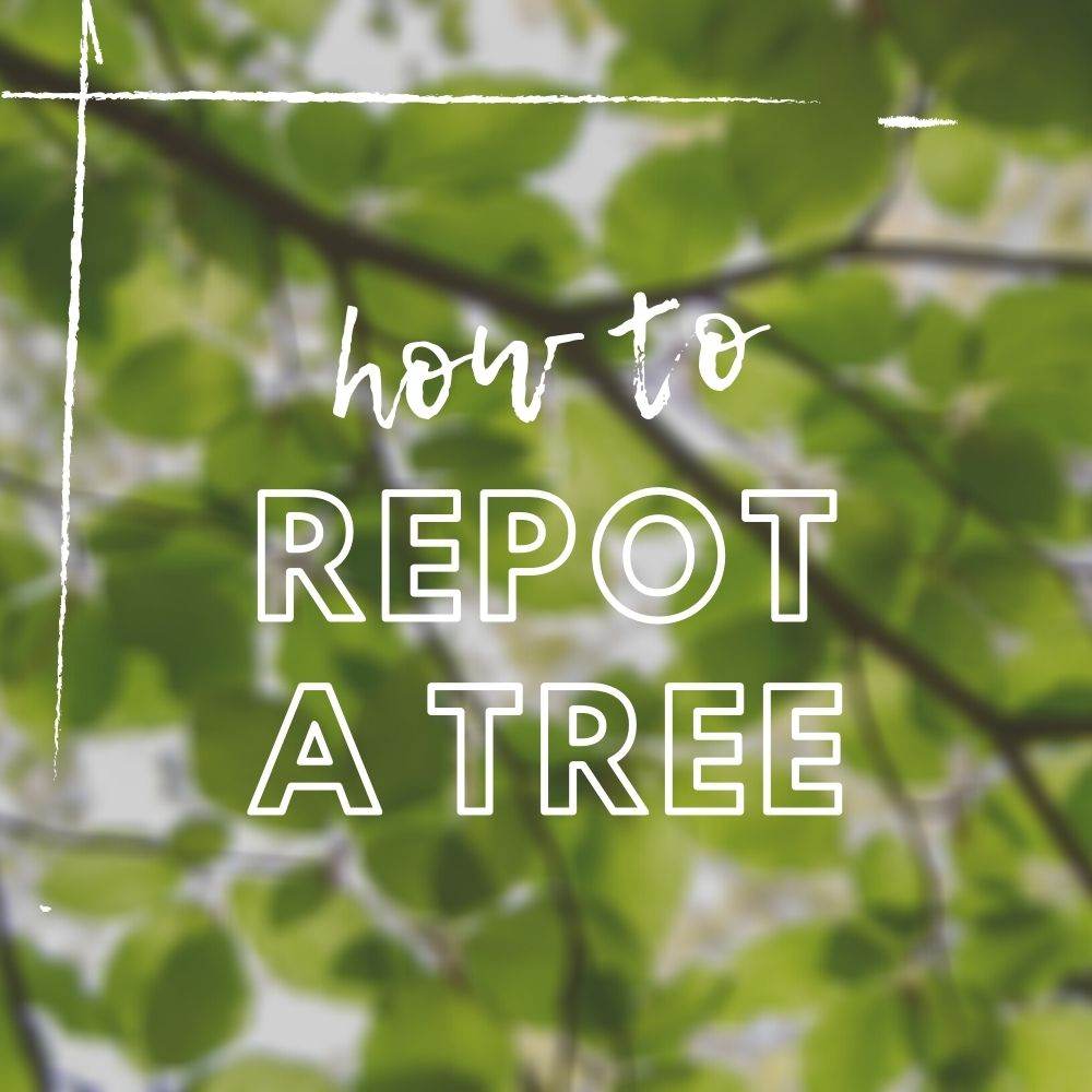 How to Repot a Tree - Tree2mydoor