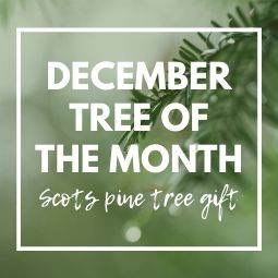 December Tree of the Month 2019 | Scots Pine Tree - Tree2mydoor
