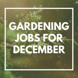 Gardening Jobs for December - Tree2mydoor