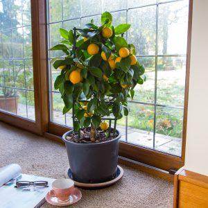 Citrus Tree Care Guide - Tree2mydoor