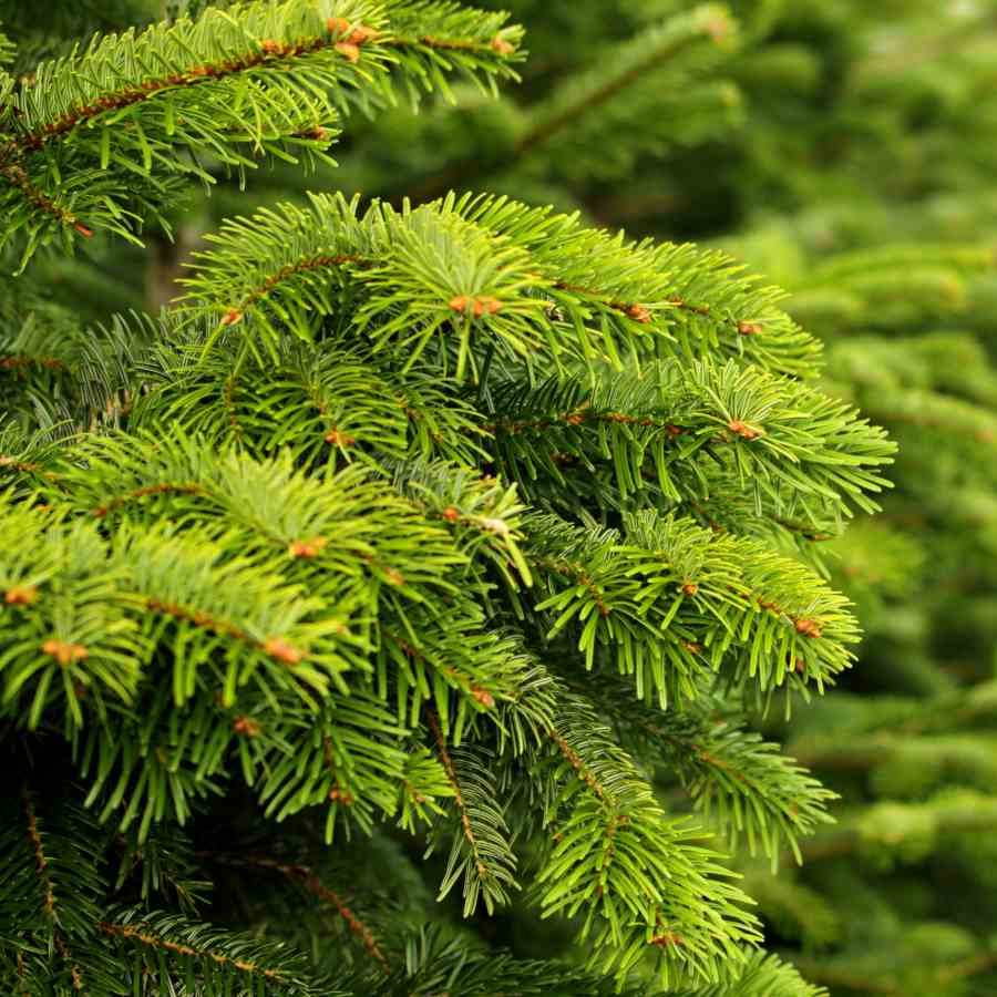 Christmas Tree History - Tree2mydoor