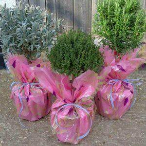 Herb Garden Care Guide - Tree2mydoor