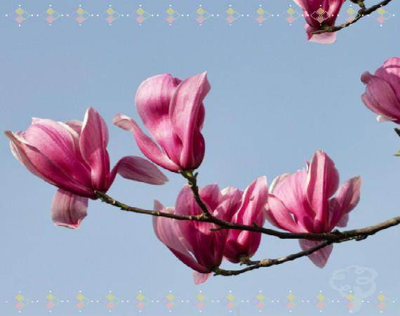 Magnificent Magnolia- The Perfect Tree Gift for Early Spring - Tree2mydoor