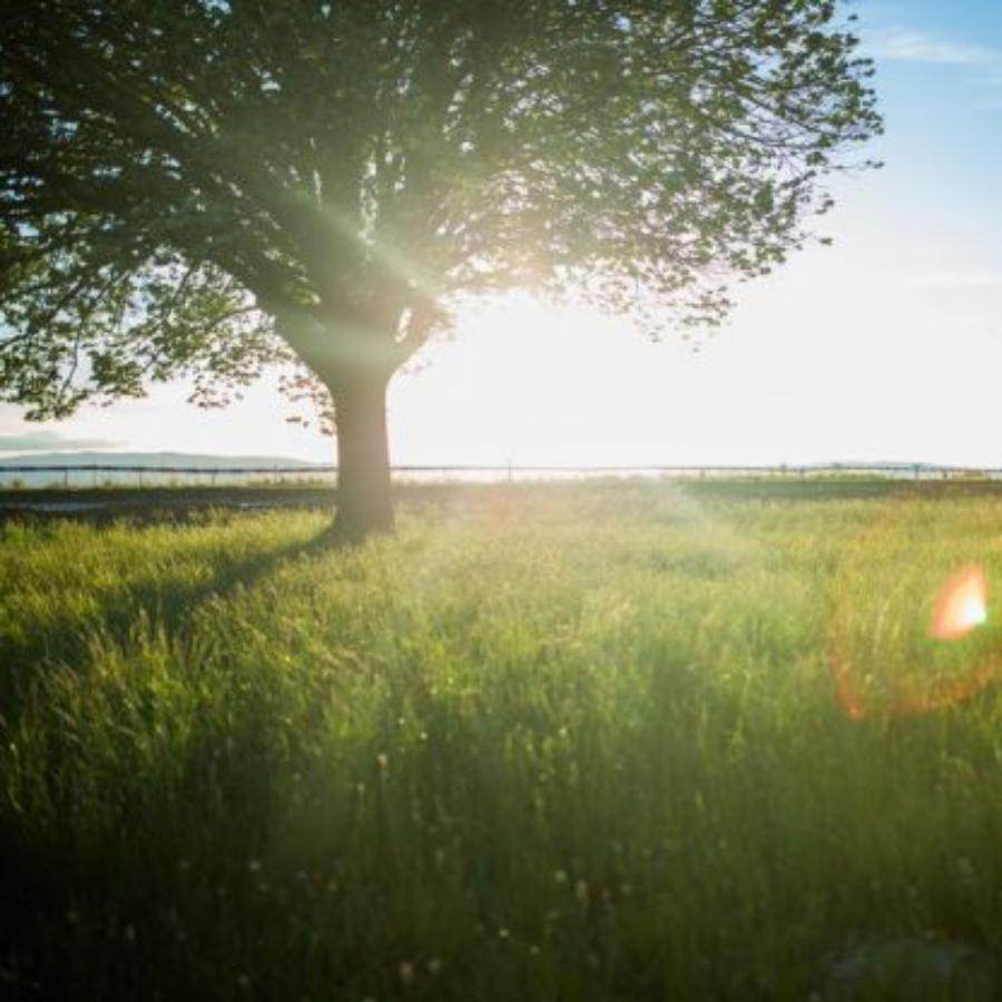 Tree2MyDoor – Conservation Update - Tree2mydoor